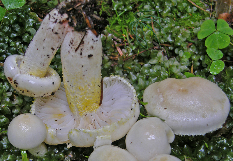 QUIZ..n�3..FACILISSIMO-DIFFICILISSIMO